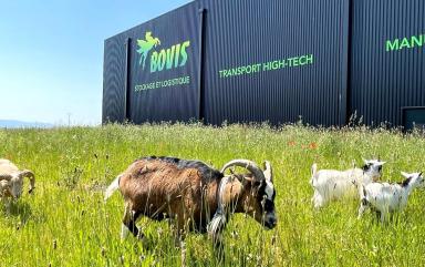 De l’écopastoralisme chez Bovis Alsace à Hangenbieten près de Strasbourg