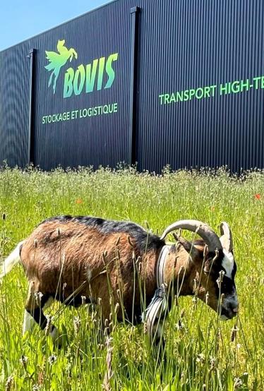 De l’écopastoralisme chez Bovis Alsace à Hangenbieten près de Strasbourg