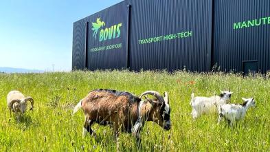 Ecopastoralism at Bovis Alsace in Hangenbieten near Strasbourg